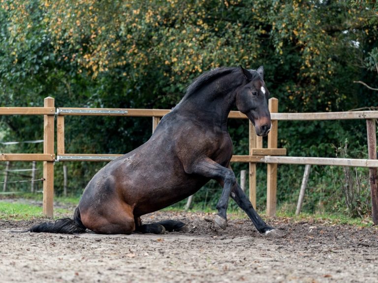 Zwart paard zit op zijn achterhand in een weiland.