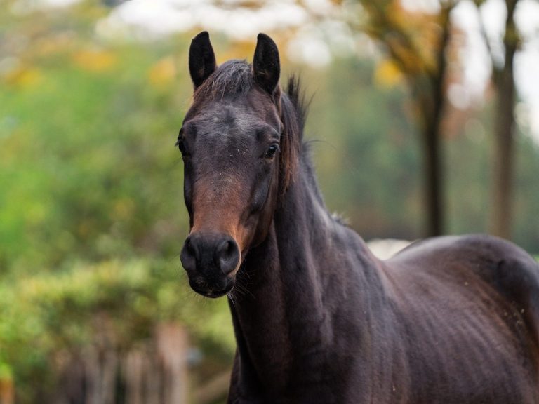 Zwarte paard met een vriendelijk gezicht, omringd door groene natuur.