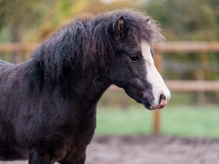 Zwarte paard met een vriendelijk gezicht, omringd door groene natuur.