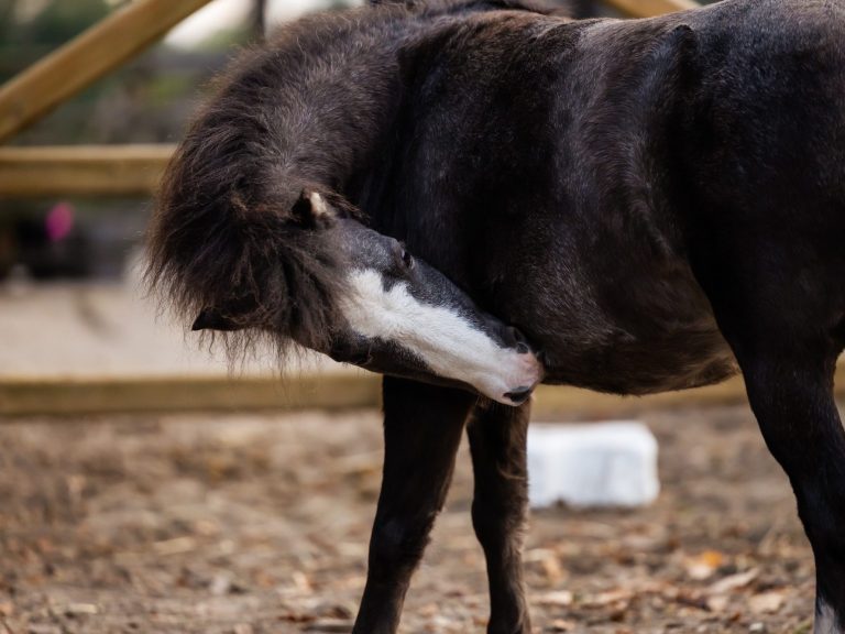 Zwart paard zit op zijn achterhand in een weiland.