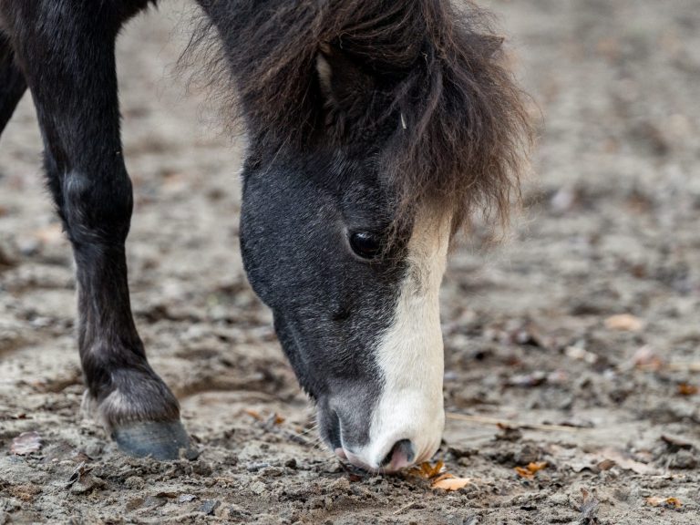 Paard met zwart-wit schimmel snuffelt naar de grond op een zandachtige ondergrond.